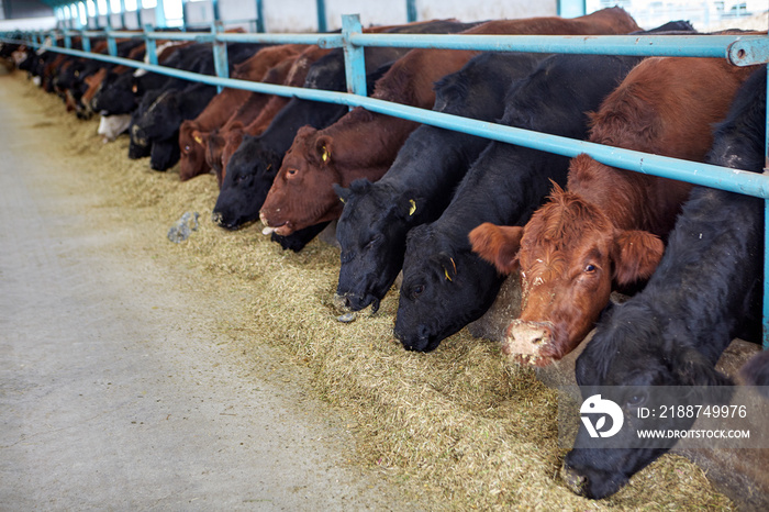 Cows eating hay on moden farm