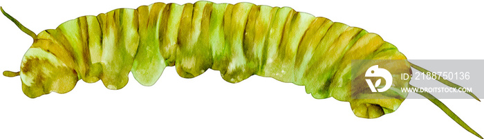 watercolor caterpillar