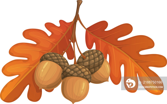 Autumn oak leaves and acorn cartoon vector icon