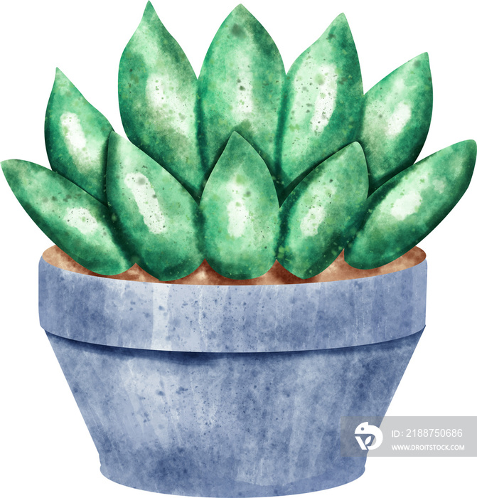 watercolor succulent