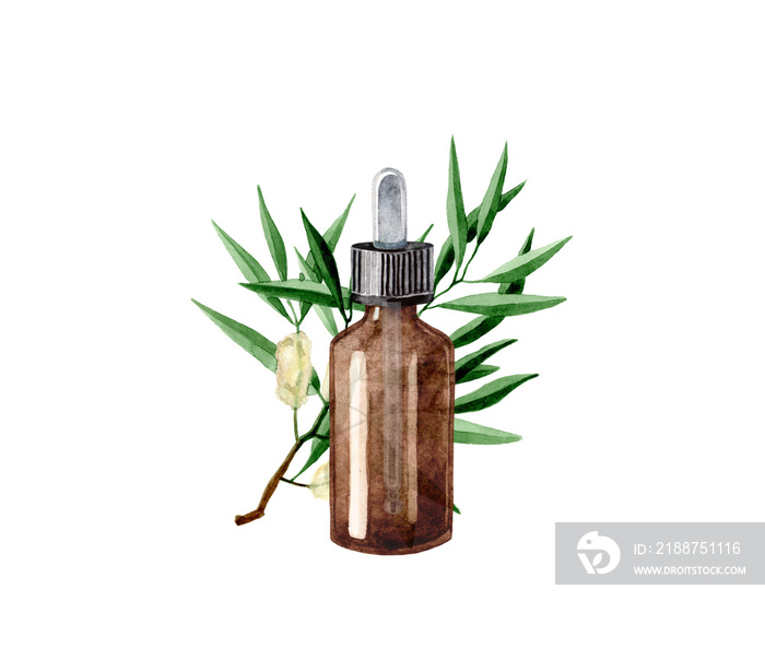 Watercolor illustration with essential oil of tea tree. Hand drawn  bottle of essential oil with  tea tree branch with leaves and flowers on a transparent background