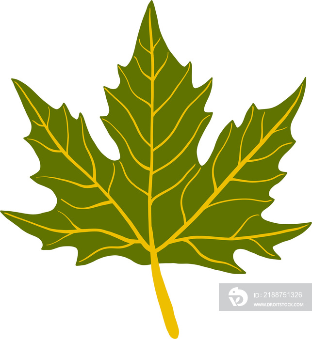 simplicity maple leaf freehand drawing flat design.