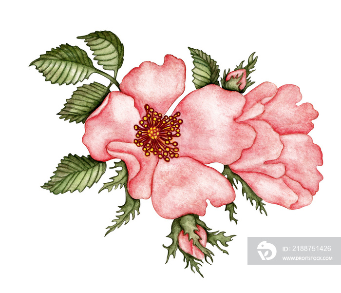 Watercolor wild rose single  isolated on transparent background  for wreaths, frames and other compositions. Pink flower.