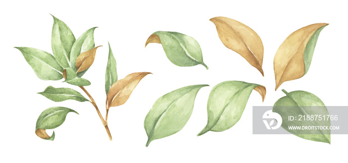 Green leaves elements collection - for bouquets, wreaths, arrangements, wedding invitations, anniversary, birthday, postcards, greetings, cards. Watercolor floral illustration set.