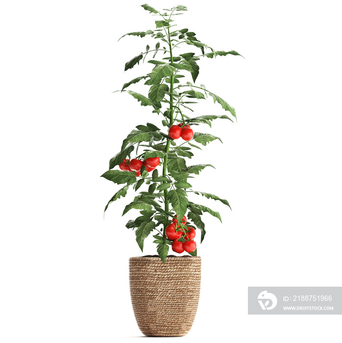 Decorative tomato on a white background in pots