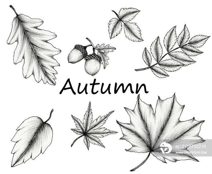 vintage autumn leaf collection isolated on white, ink  hand drawn botanical illustration of fall leaves, black floral sketch and line art autumnal leaves