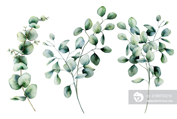 Watercolor seeded and silver dollar eucalyptus set. Hand painted eucalyptus branch and leaves isolated on white background. Floral illustration for design, print, fabric or background.