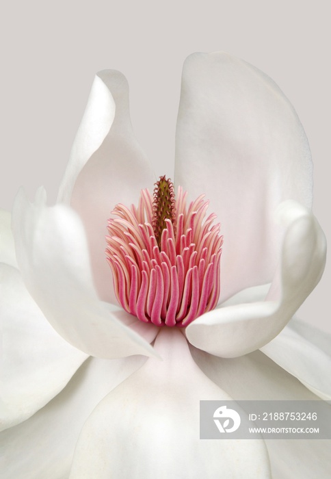 Illustration of a white flower with pink stamens