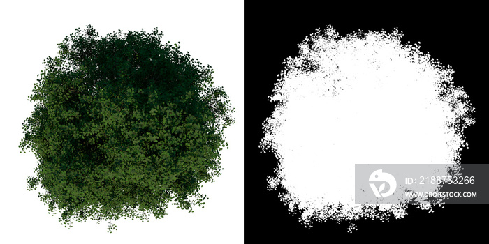 Top view of Tree (Silver Linden 3) Plant png with alpha channel to cutout made with 3D render