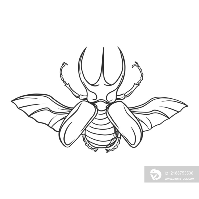 horned beetle Insects and bug illustration