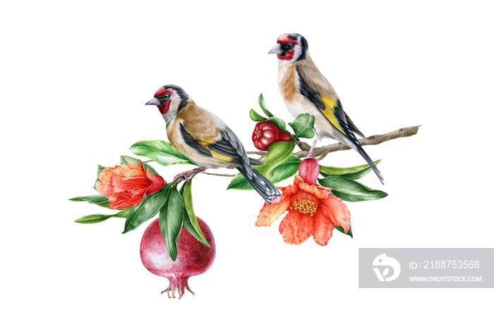 Goldfinch bird on pomegranate branch illustration. Hand drawn watercolor realistic image. Couple goldfinch songbirds on garnet blooming tree. Bright Juicy fruit with garden birds on white background.