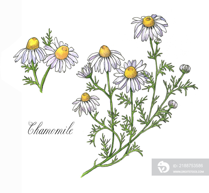 Hand-drawn watercolor botanical illustration of the chamomile plant, flowers, leaves and root. Chamomile drawing isolated on the white background. Medical herbs illustration, herbarium - Illustration