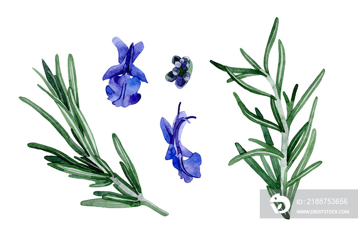 Watercolor rosemary illustration. Hand drawn narrow thin leaves and blue flowers with unopened buds isolated on transparent background. Botanical Illustration. Herbal medicine and aroma therapy.