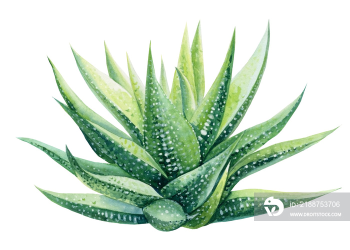 Watercolor succulent. Botanical illustration, tropical green plants. Haworthia, aloe isolated white background