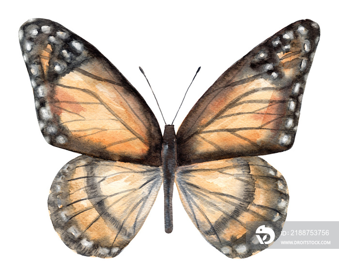 Watercolor butterfly isolated on white background.