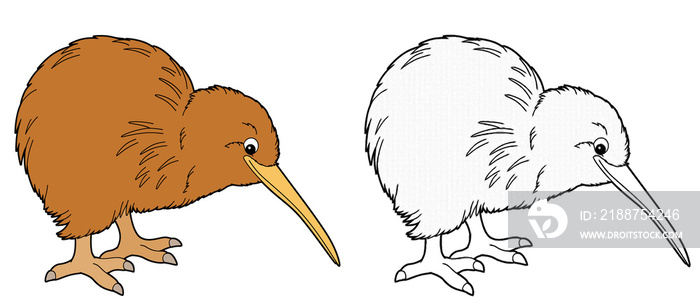 cartoon sketch scene with kiwi on white background - illustration