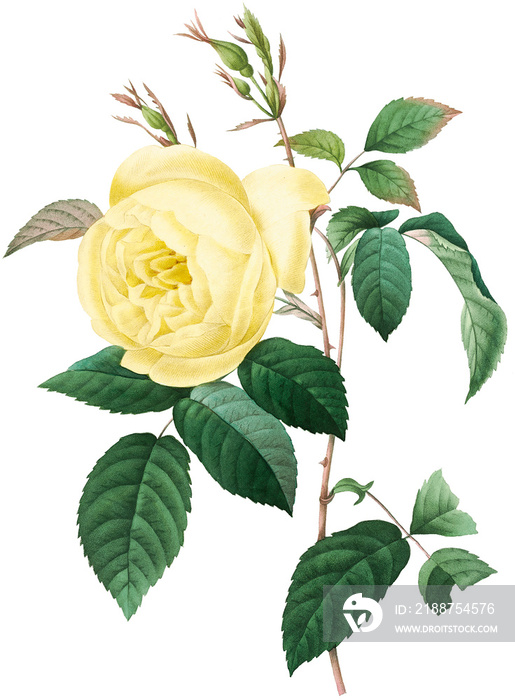 Beautiful vintage yellow rose flowers illustration high quality die-cut transparent background. Digitally enhanced