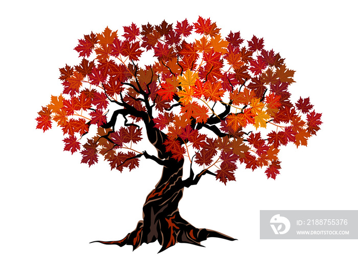 gorgeous maple tree vector illustration with transparent background