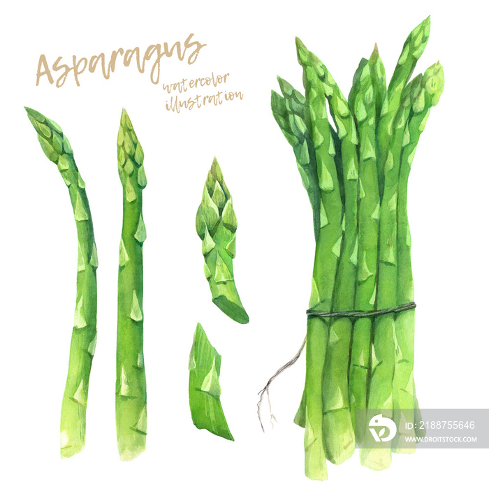 Asparagus watercolour illustration