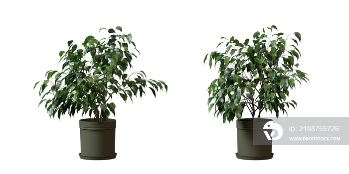 Oleander tree in a plant pot isolated on transparent background, minimal and scandinavian style, Realistic 3D render