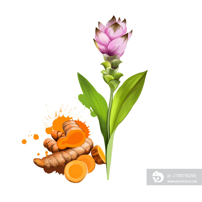 Curcuma flower, root and powder isolated on white. Turmeric Curcuma longa rhizomatous herbaceous perennial plant of ginger family. Gathered for rhizomes. Herbs and spices collection. Digital art