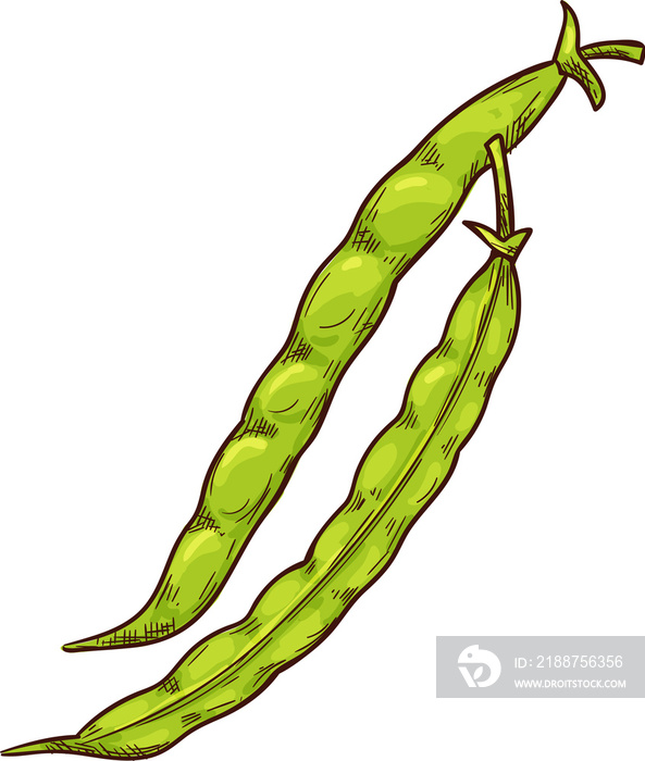 Beans pod sketch, green pea, soybean legumes icon