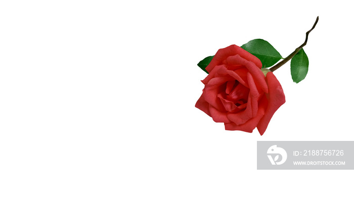 red rose isolated on white