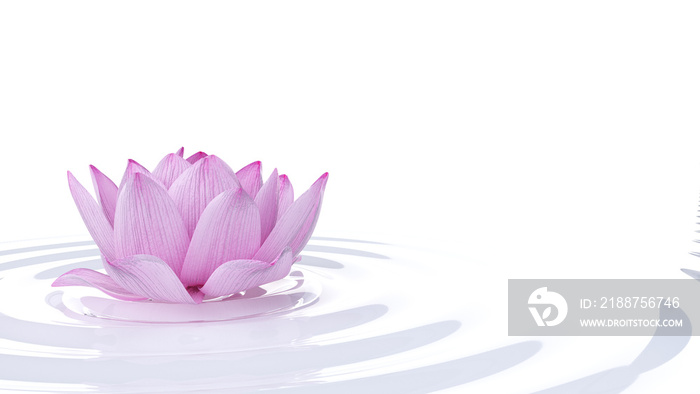 3d rendered spa illustration - lotus flower