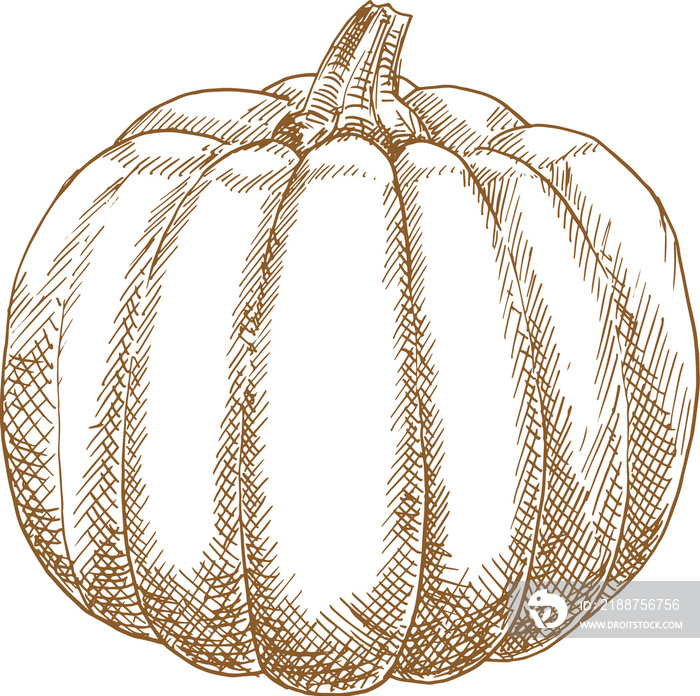 Pumpkin isolated vegetable