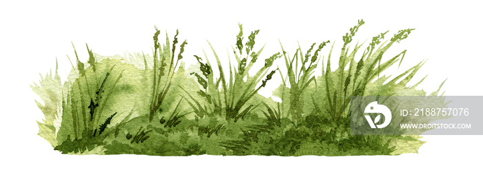 Green lush grass background element. Watercolor illustration. Natural green grass, plants, wild herbs landscape scene. Meadow, field, park, garden, outdoors landscape natural image.