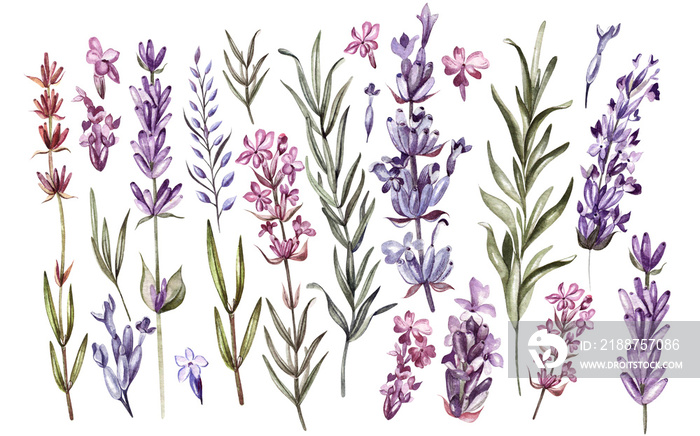 Set of watercolor lavender flowers on white background