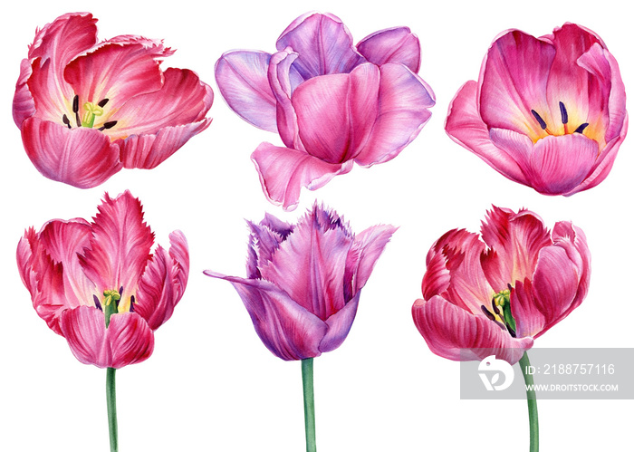 Set flowers. Spring flower. Pink tulips on a white background. Watercolor tulip illustration.