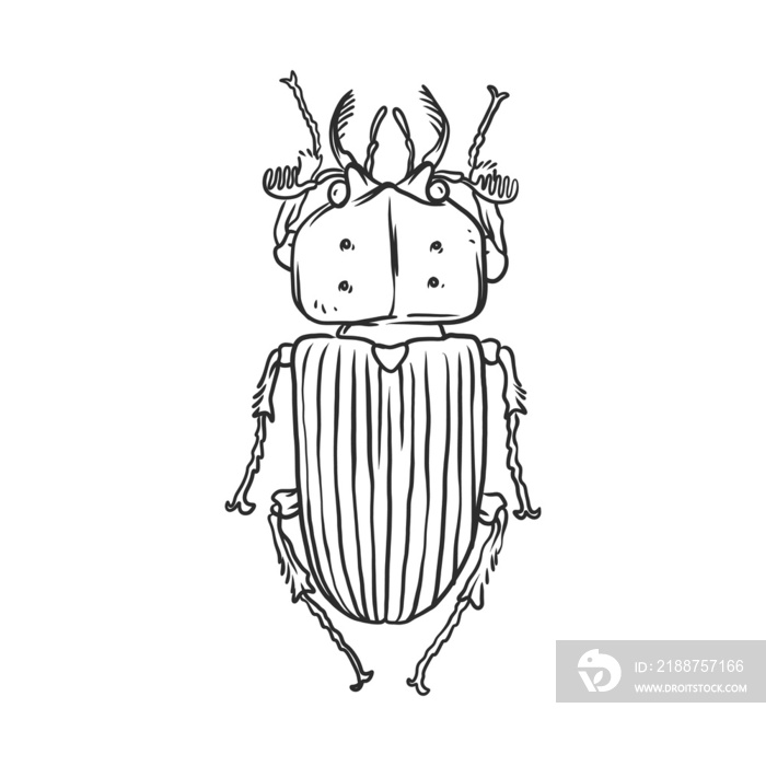 beetle Insects and bug illustration