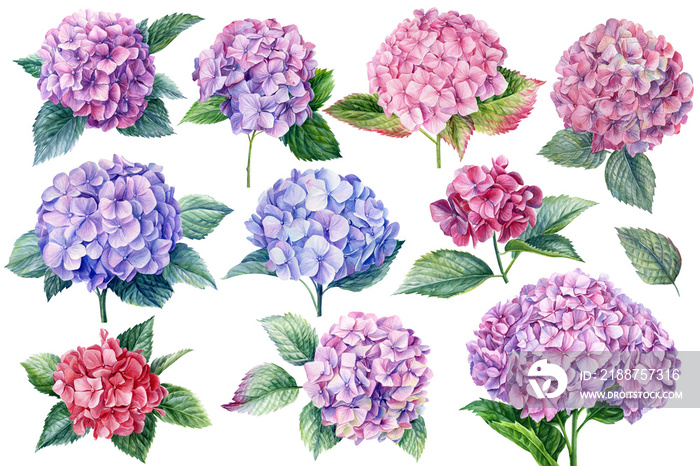 Hydrangea flowers set, watercolor botanical illustration