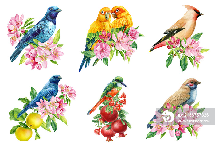 Set of birds on flowering branch, sakura flowers, spring watercolor illustration, hand drawn