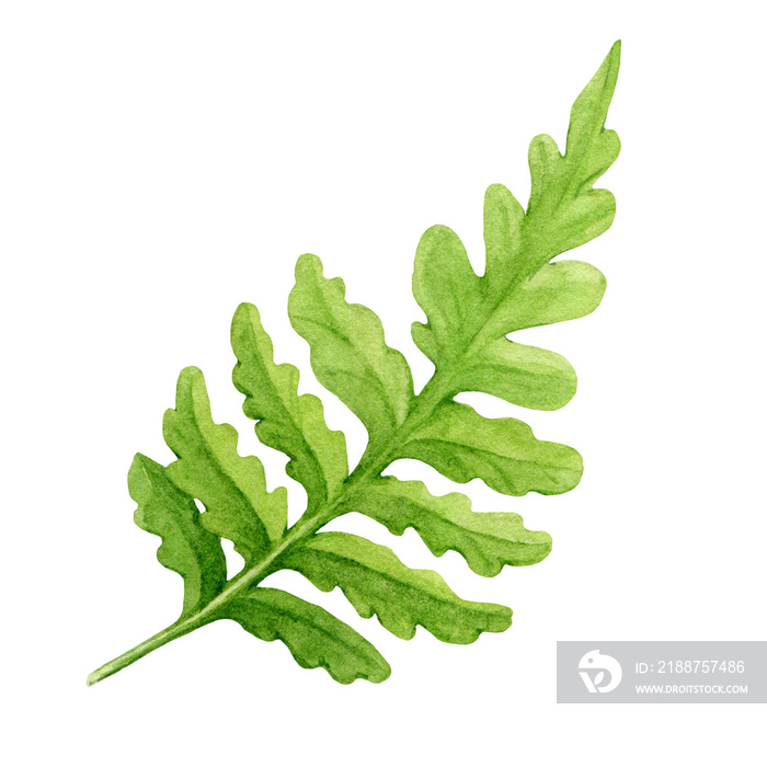 Fern leaf watercolor illustration. Green fern stem with leaves single floral botanical image. Forest, park, garden, outdoors natural vegetation plant element. Floral decoration element.