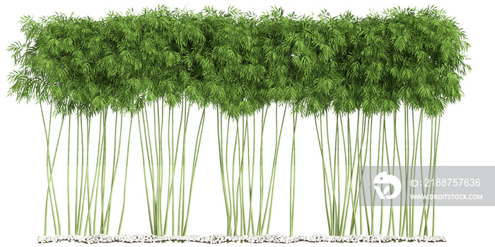 3d illustration of bamboo tree isolated on transparent background