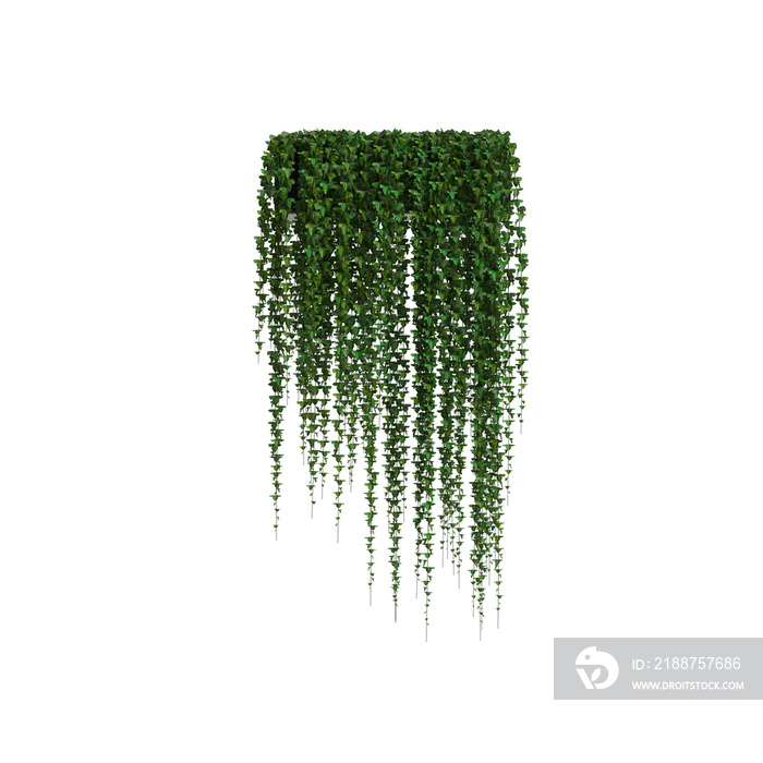 3d illustration of ivy hanging isolated on transparent background