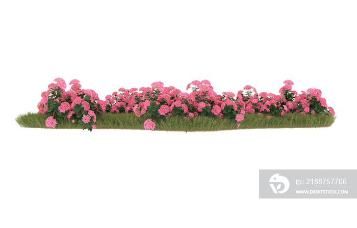 Field of grass with flowers on transparent background. 3d rendering -