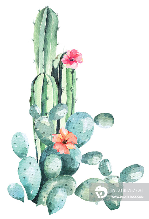 Cactus painted in watercolor.Tropical ornamental plants.Growth in the desert.