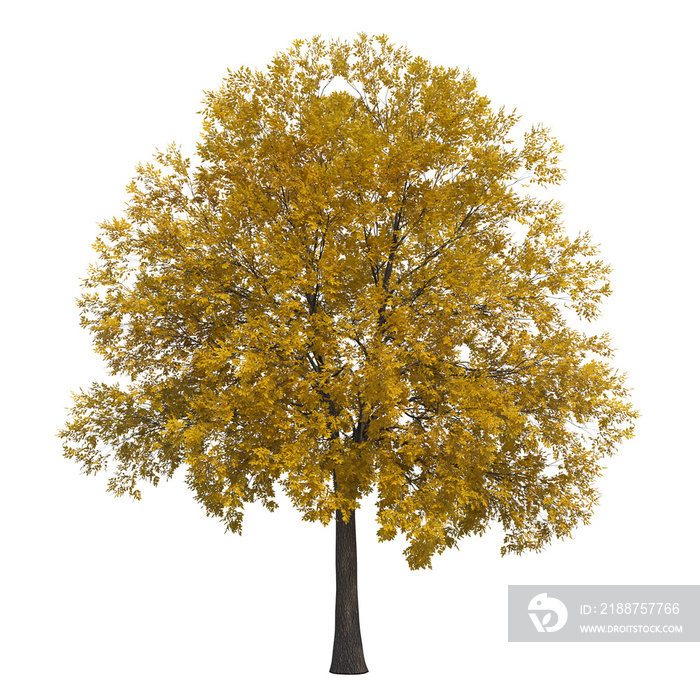 autumn tree, isolate on a transparent background, 3d illustration