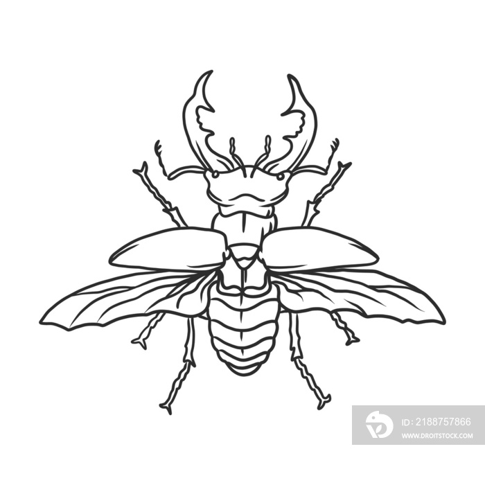 horned beetle Insects and bug illustration