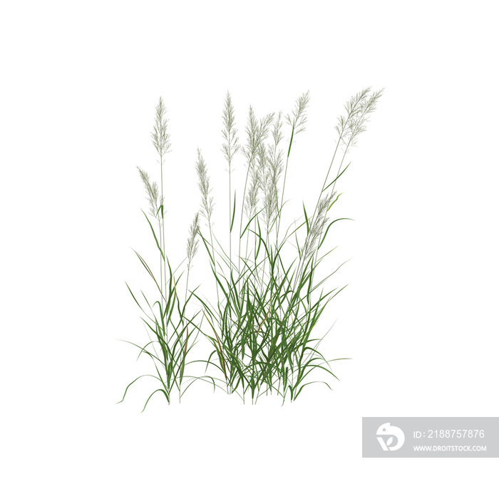 3d illustration of calamagrostis arundinacea bush isolated on transparent background