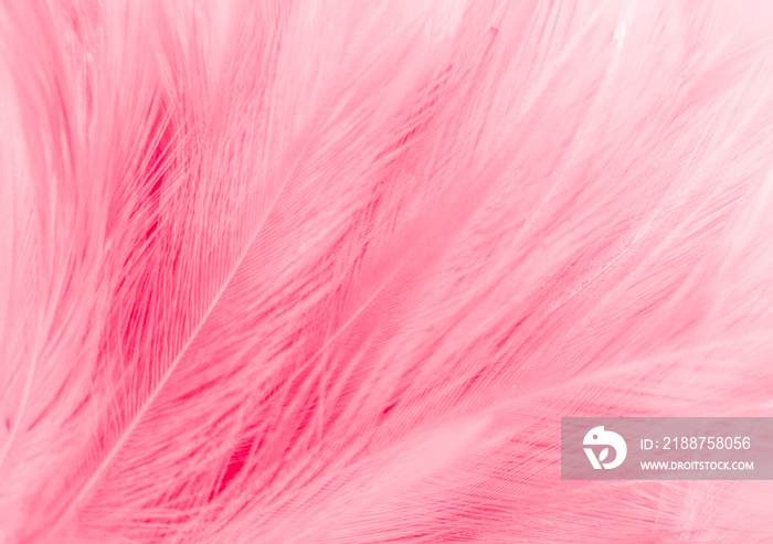 Beautiful abstract light pink feathers on white background, white feather frame on pink texture pattern, pink background, love theme wallpaper and valentines day, white gradient