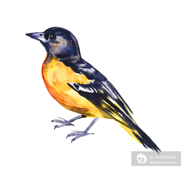 Watercolor drawing bird, yellow oriole painted at white background, hand drawn illustration