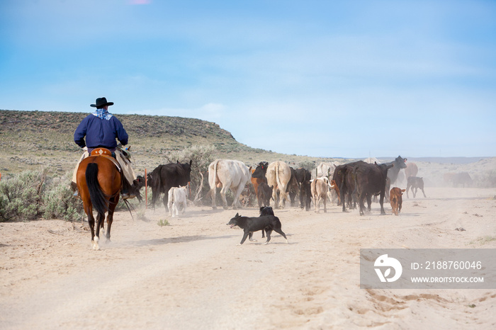 A working cowboy and his dog moving a herd of cattle along a road to a new, greener pasture in the Oregon high desert country near Silver Lake.