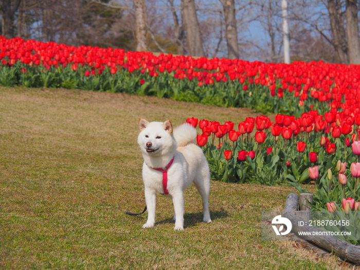 赤いチューリップと白い犬