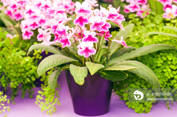 Blooming pink streptocarpus in a pot