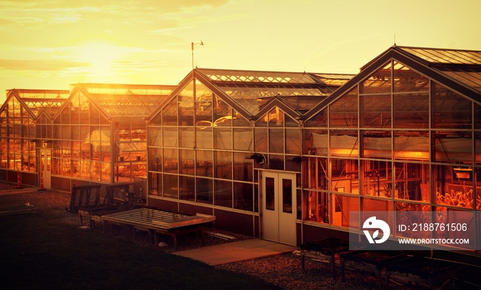 Greenhouses at sunset