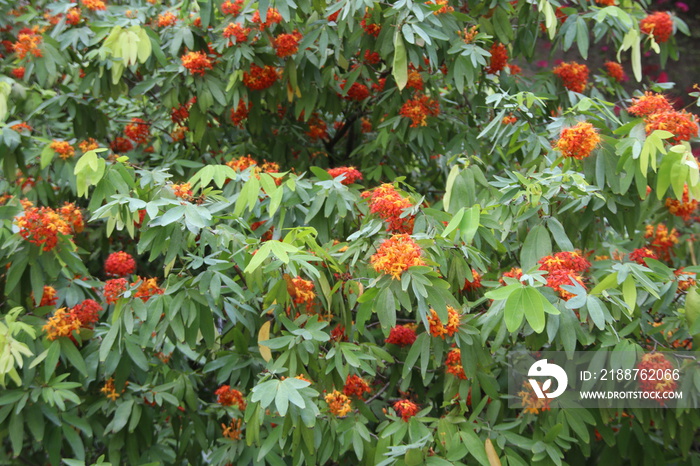 Ashoka tree and flowers blooming on branch. In Thailand Ashoka’s flowers are ingredient of Thai curry (sour soup made of tamarind paste).